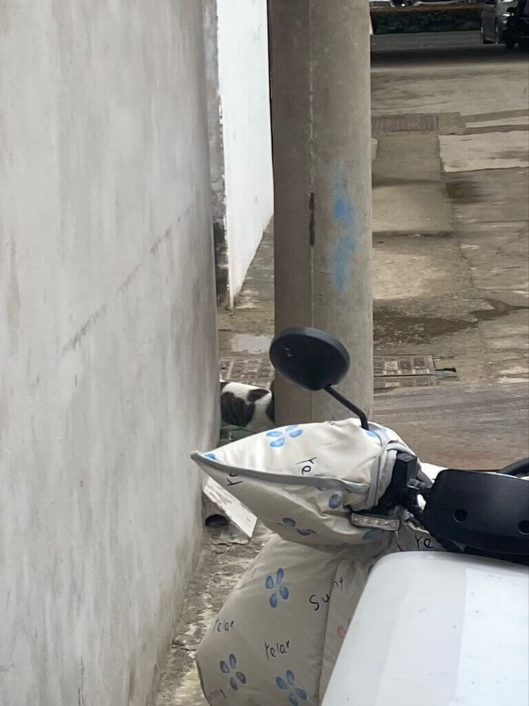 2025-11月 https://www.esaps.top/wp-content/uploads/2025/12/IMG_1793-768x1024.jpeg