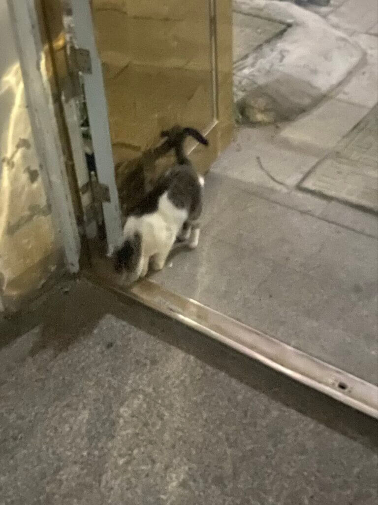 2025-11月 https://www.esaps.top/wp-content/uploads/2025/12/IMG_1794-768x1024.jpeg