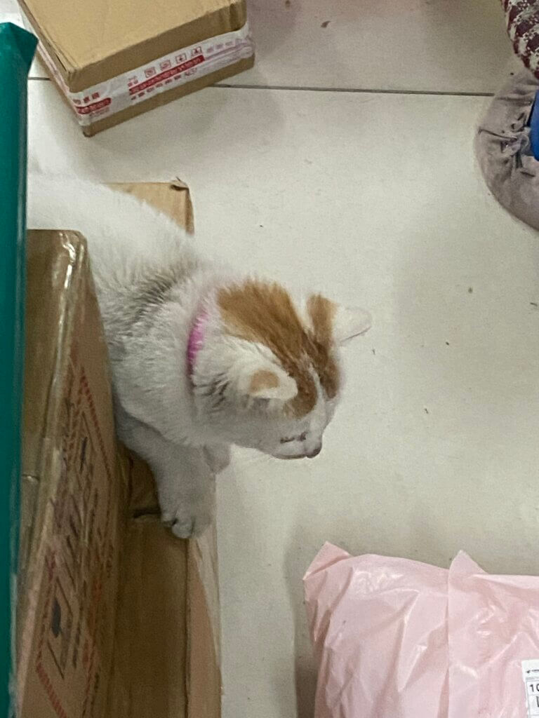 2025-11月 https://www.esaps.top/wp-content/uploads/2025/12/img_1074_0bc32beg7yydhmaozljcnnutduaen6zageka-768x1024.jpeg